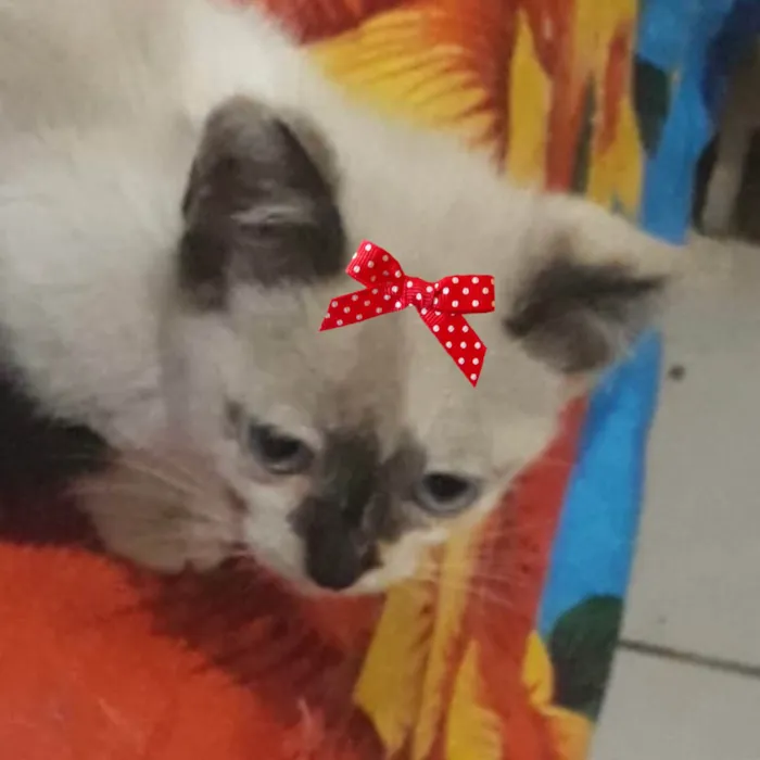 Gato ra a Mestica  idade 2 a 6 meses nome Agata 