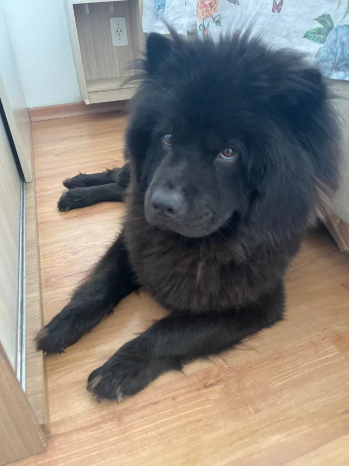 Cachorro raça Chow Chow idade 1 ano nome Batman