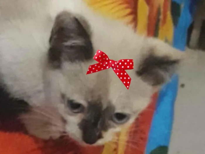Gato ra a Mestica  idade 2 a 6 meses nome Agata 