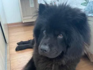 Cachorro raça Chow Chow idade 1 ano nome Batman