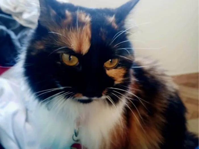 Gato ra a SRD-ViraLata idade 2 anos nome Hinata