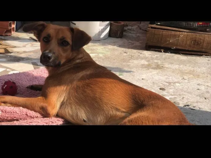 Cachorro ra a SRD-ViraLata idade 1 ano nome Amora