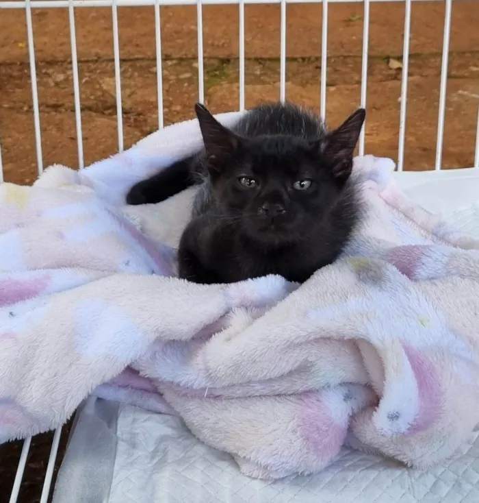 Gato ra a Srd idade 2 a 6 meses nome Xuxuzinho