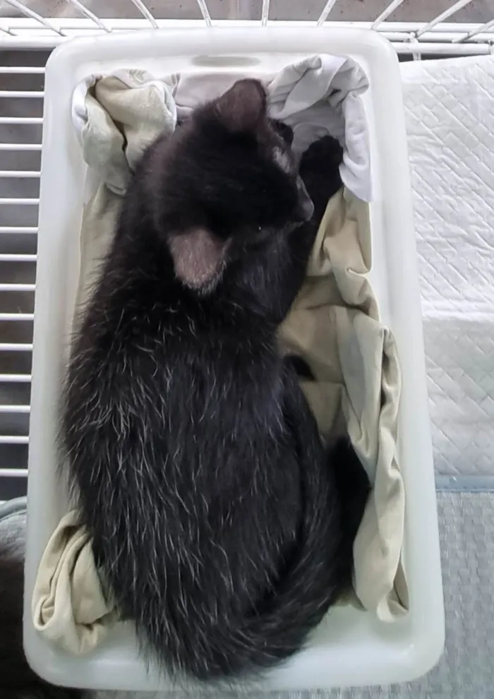 Gato ra a Srd idade 2 a 6 meses nome Xuxuzinho