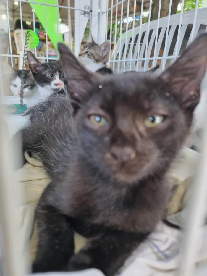 Gato ra a Srd idade 2 a 6 meses nome Xuxuzinho