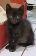 Xuxuzinho