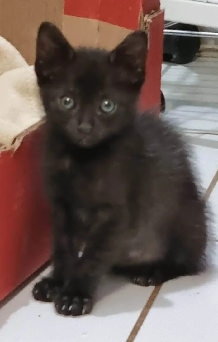 Gato ra a Srd idade 2 a 6 meses nome Xuxuzinho