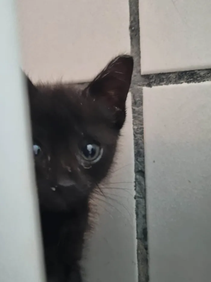 Gato ra a Srd idade 2 a 6 meses nome Xuxuzinho