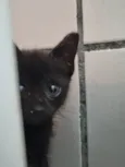Xuxuzinho