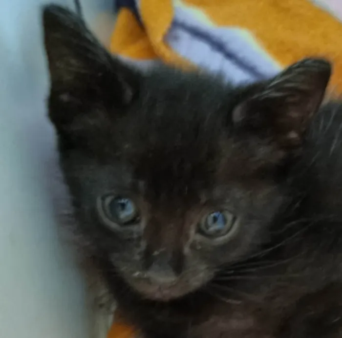 Gato ra a Srd idade 2 a 6 meses nome Xuxuzinho