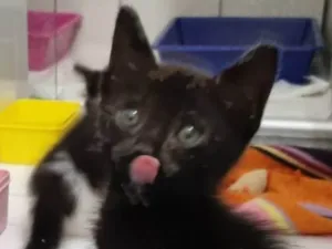 Gato raça Srd idade 2 a 6 meses nome Xuxuzinho