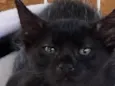 Xuxuzinho