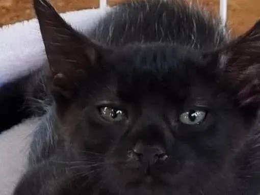 Gato ra a Srd idade 2 a 6 meses nome Xuxuzinho