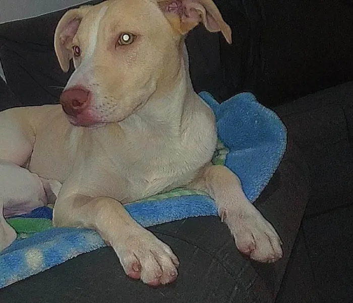 Cachorro ra a Pit-Bull idade 1 ano nome akyra