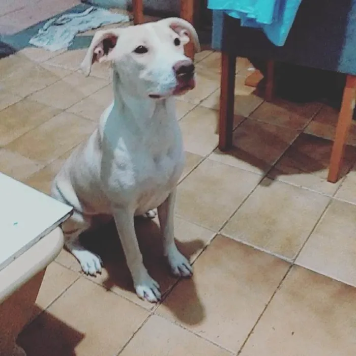 Cachorro ra a Pit-Bull idade 1 ano nome akyra