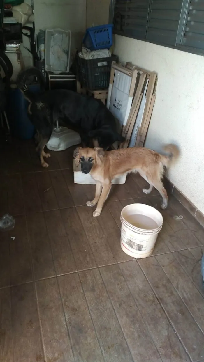 Cachorro ra a SRD-ViraLata idade 7 a 11 meses nome KIARA