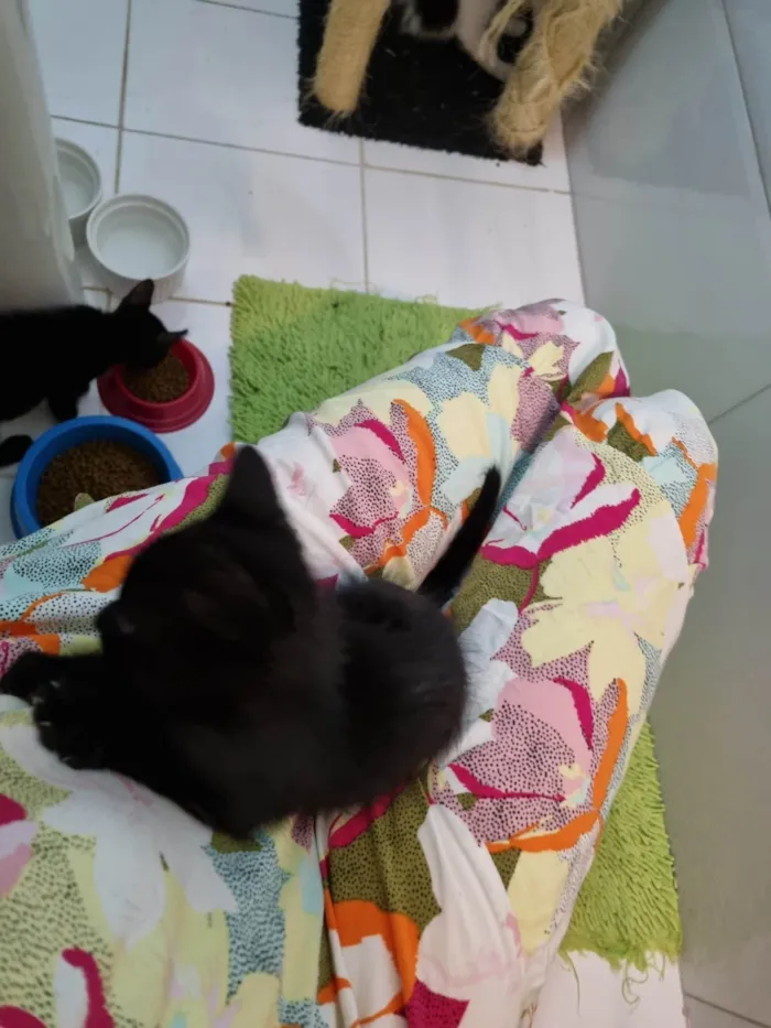 Gato ra a Srd idade 2 a 6 meses nome Ursinho
