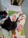 Ursinho