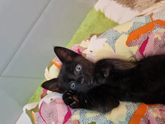 Gato ra a Srd idade 2 a 6 meses nome Ursinho