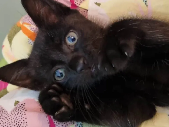 Gato ra a Srd idade 2 a 6 meses nome Ursinho