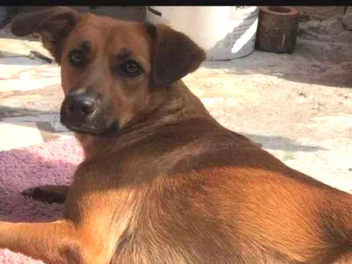 Cachorro ra a SRD-ViraLata idade 1 ano nome Amora