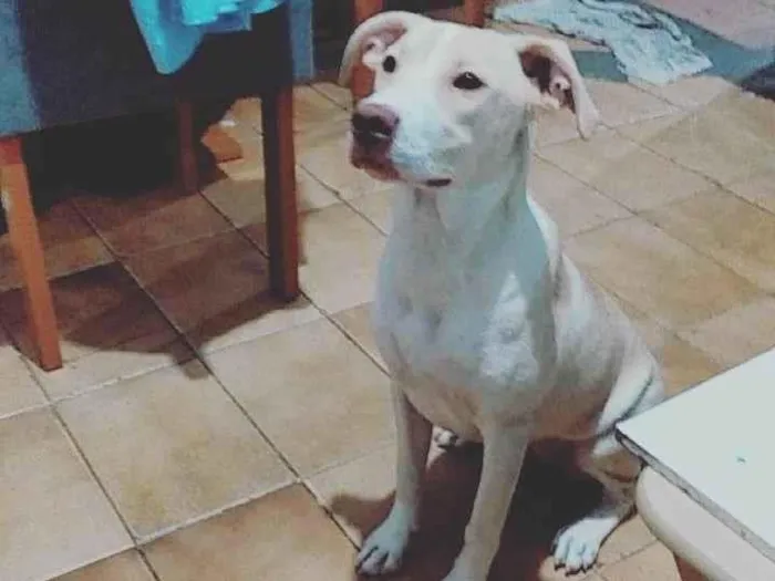 Cachorro ra a Pit-Bull idade 1 ano nome akyra