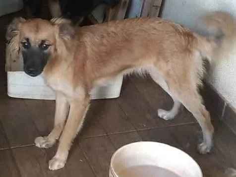 Cachorro ra a SRD-ViraLata idade 7 a 11 meses nome KIARA