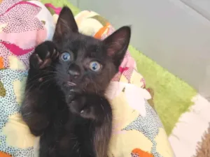 Gato raça Srd idade 2 a 6 meses nome Ursinho