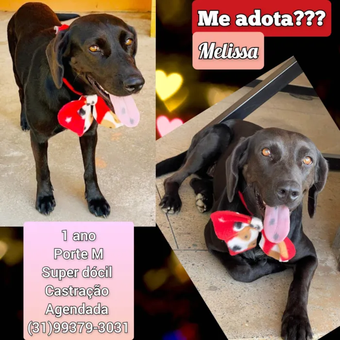 Cachorro raça SRD-ViraLata idade 1 ano nome Melissa 