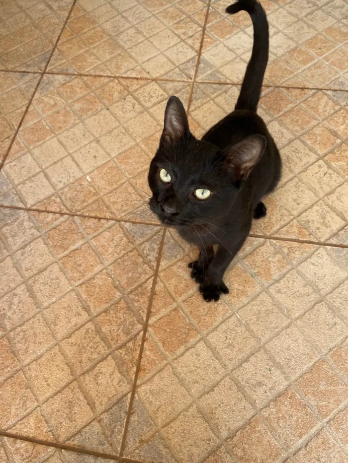 Gato ra a SRD-ViraLata idade 1 ano nome Fumaça 