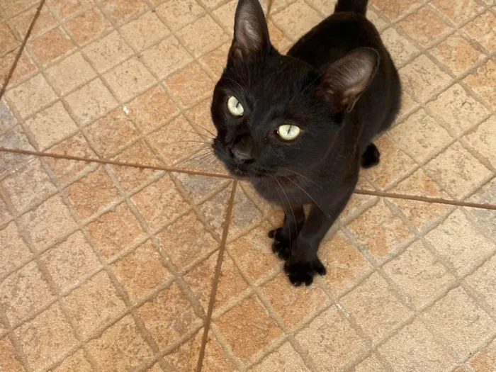 Gato ra a SRD-ViraLata idade 1 ano nome Fumaça 