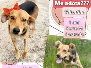 Cachorro raça SRD-ViraLata idade 1 ano nome Valentina