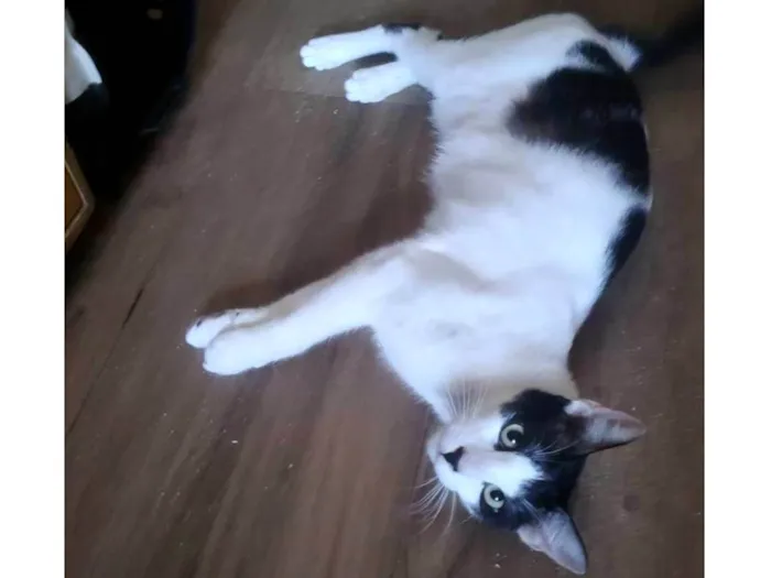 Gato ra a SRD idade 7 a 11 meses nome Léo 