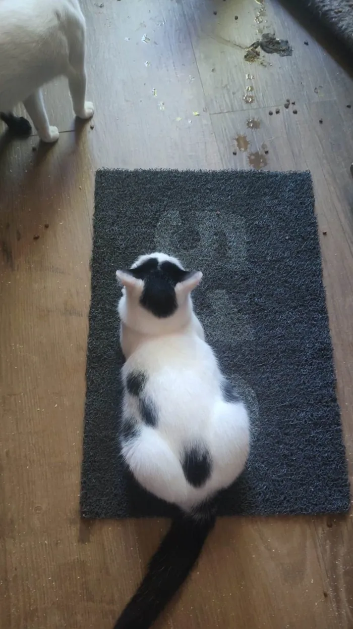 Gato ra a SRD idade 7 a 11 meses nome Léo 