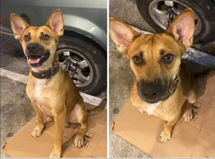 Cachorro ra a SRD-ViraLata idade 7 a 11 meses nome Caramelo