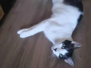 Gato raça SRD idade 7 a 11 meses nome Léo 