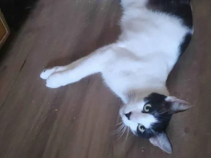 Gato ra a SRD idade 7 a 11 meses nome Léo 