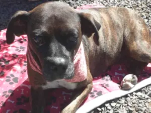 Cachorro raça SRD-ViraLata idade 1 ano nome OLIVIA
