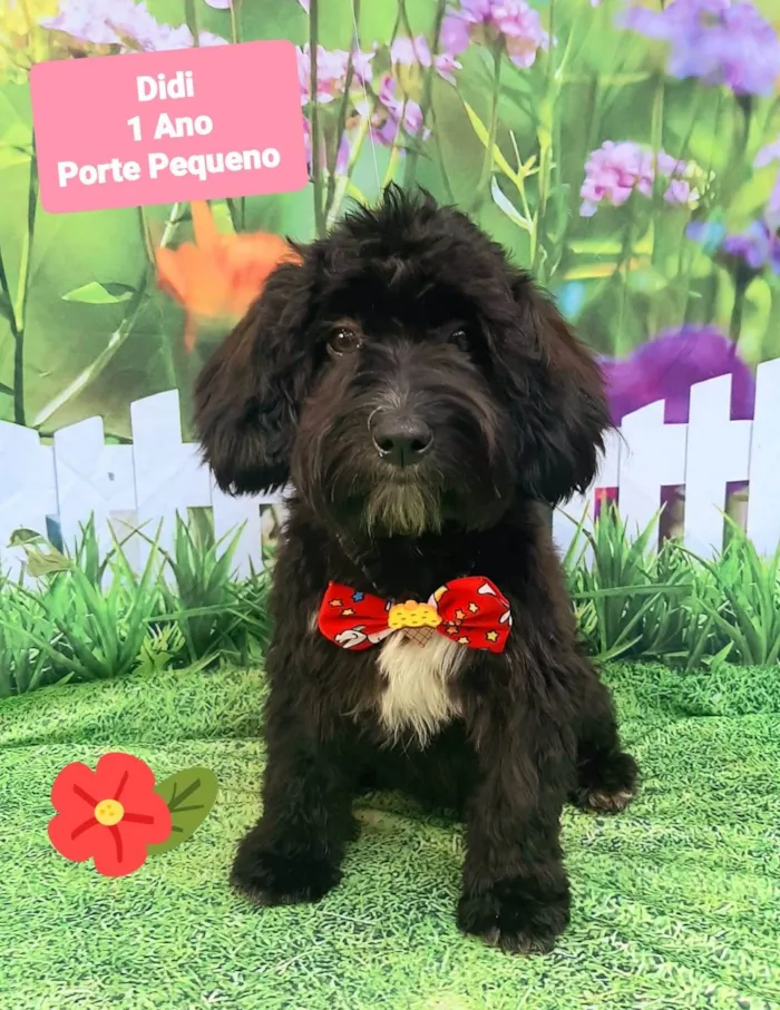 Cachorro raça SRD-ViraLata idade 1 ano nome Didi