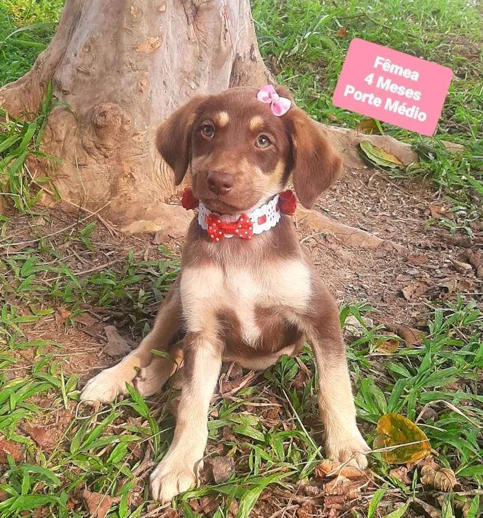 Cachorro raça SRD-ViraLata idade 2 a 6 meses nome Bela 