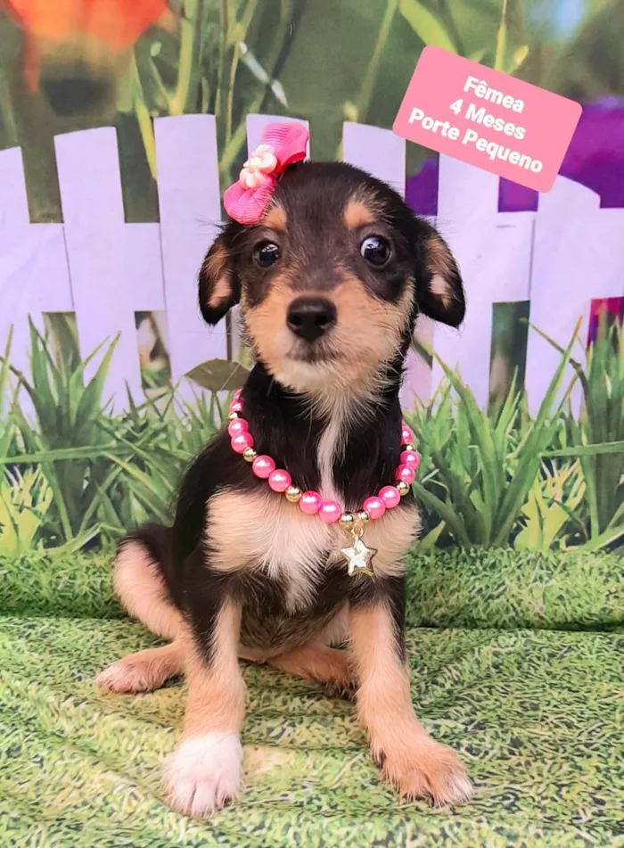 Cachorro raça SRD-ViraLata idade 2 a 6 meses nome Nala