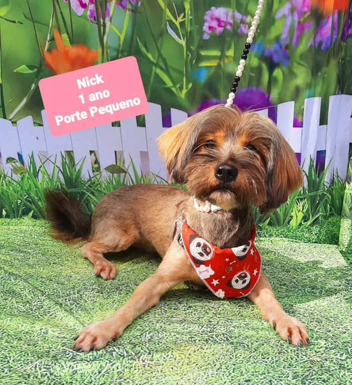 Cachorro raça SRD-ViraLata idade 1 ano nome Nick