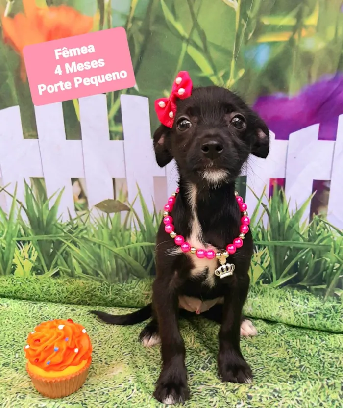 Cachorro raça SRD-ViraLata idade 2 a 6 meses nome Maria Júlia 