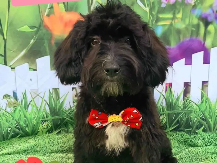 Cachorro raça SRD-ViraLata idade 1 ano nome Didi