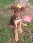 Cachorro raça SRD-ViraLata idade 2 a 6 meses nome Esme