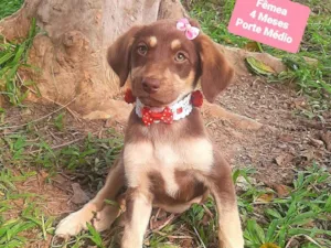 Cachorro raça SRD-ViraLata idade 2 a 6 meses nome Bela 