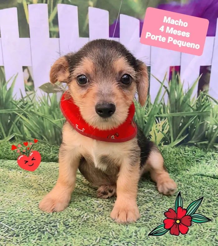 Cachorro raça SRD-ViraLata idade 2 a 6 meses nome Teo 