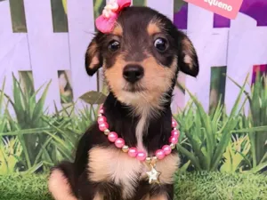 Cachorro raça SRD-ViraLata idade 2 a 6 meses nome Nala