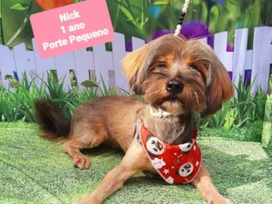 Cachorro raça SRD-ViraLata idade 1 ano nome Nick