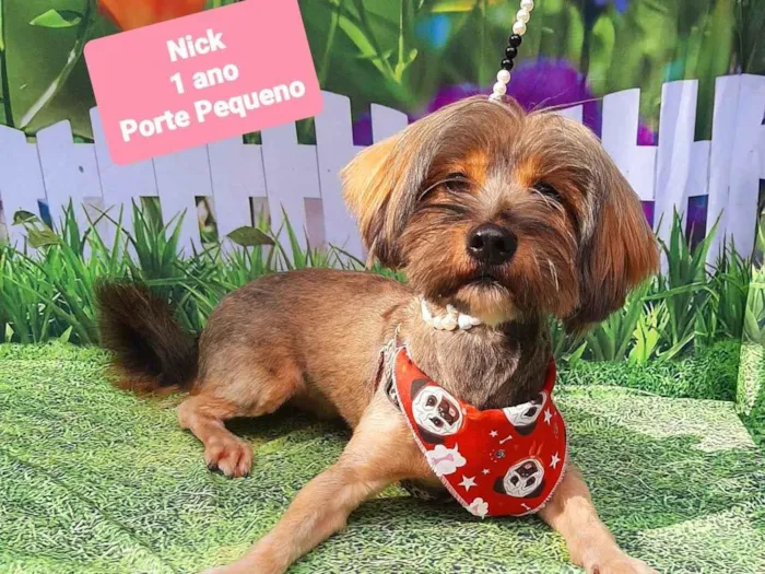 Cachorro raça SRD-ViraLata idade 1 ano nome Nick